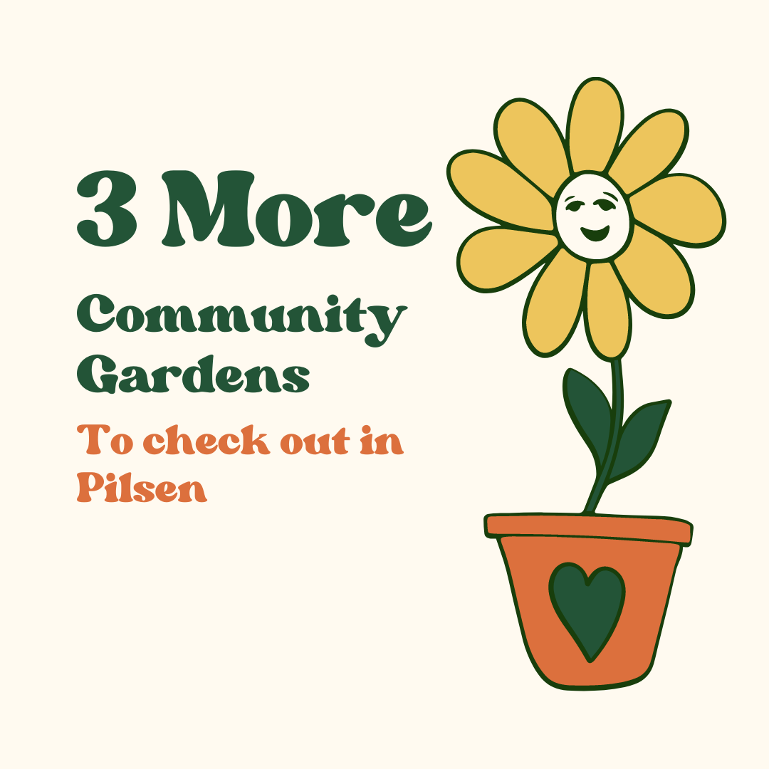 The landing infographic in a series of four, says "Community Gardens to Check out in Pilsen" with a yellow flower on the right