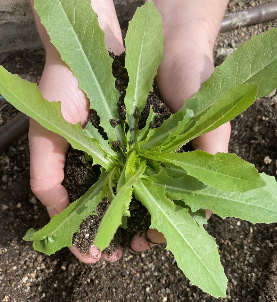 A picture of two hands cupped together in soil framing a growing plant.