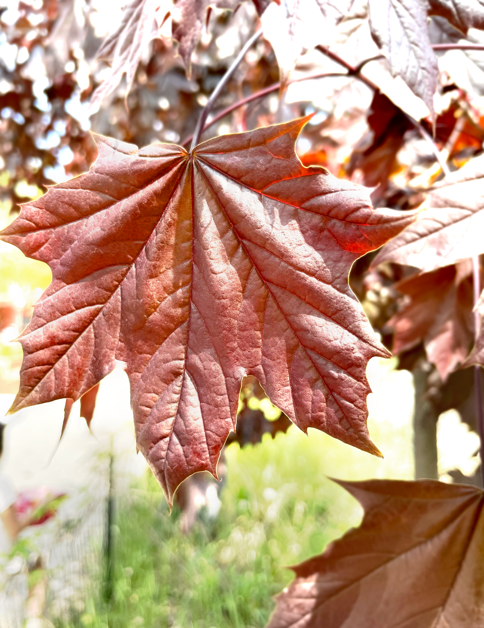 A bright red leaf hanging a tree